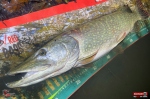 big_snake_stika_3-150x100-1.jpg
