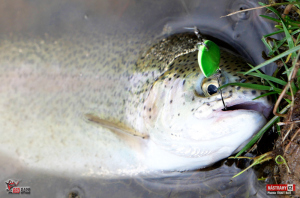 planda_trout_bait_duhak_4-300x200-1.jpg