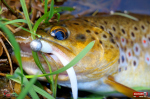micro-tail-s--potocak-2-150x100-1.jpg