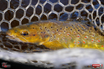 micro-tail-s--potocak-3-150x100-1.jpg