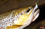 micro-tail-s--potocak-4-150x100-1.jpg