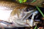 micro-tail-s--siven-2-150x100-1.jpg