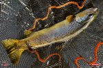 nymfa_l_potocak_95-150x100-1.jpg