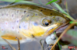 troutgrub_l_potocak-11-150x100-1.jpg