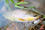 troutgrub_l_potocak-12-150x100-1.jpg