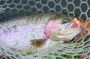 troutgrub_s_duhak-2-300x200-1.jpg