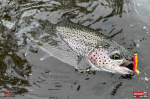 troutgrub_s_duhak-3-150x100-1.jpg
