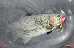 troutgrub_s_duhak-5-150x100-1.jpg