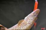 big_snake_xxl-stika-1-150x100-1.jpg