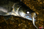 kixter_l_candat_30-150x100-1.jpg