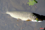 skitter_frog_rapala_stika-2-150x100-1.jpg