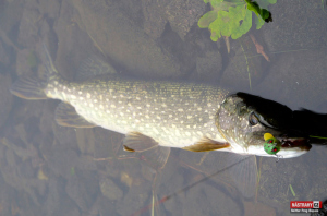 skitter_frog_rapala_stika-2-300x200-1.jpg