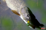 skitter_frog_rapala_stika-3-150x100-1.jpg