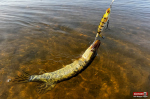 whopper-plopper-stika-1-150x100-1.jpg