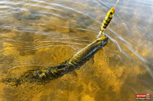 whopper-plopper-stika-2-300x200-1.jpg