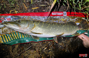 big_snake_stika_7-300x200-1.jpg
