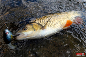 whopper-plopper-tloust-1-300x200-1.jpg
