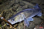 wobler-daiwa-candat-1-150x100-1.jpg