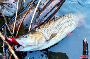 r2s-plopper-tloust-1-300x200-1.jpg