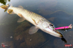 rapalla-stika-1-150x100-1.jpg