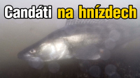 VIDEO: Jak se chovají candáti na umělých hnízdech? Obsadili všechny? | NÁSTRAHY.CZ