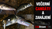VIDEO: Večerní candáti - Trocha praxe. | Přívlač Live #145