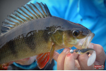 Smáček REDBASS ALS