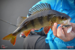 Smáček REDBASS ALS