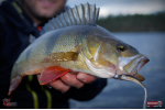 Smáček REDBASS ALS
