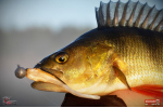 Smáček REDBASS ALS