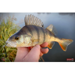 Cikáda Metal Vib Daiwa Prorex 4,3 cm, 10 g