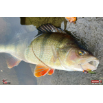 Cikáda Metal Vib Daiwa Prorex 4,3 cm, 10 g