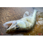 Ripper REDBASS KICKER L - 100 mm