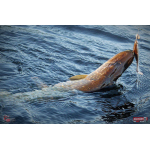 Ripper REDBASS KICKER L - 100 mm