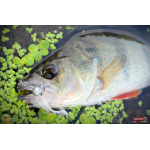 Ripper REDBASS KICKER XS - 42 mm