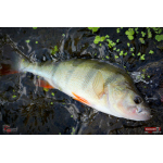 Ripper REDBASS KICKER XS - 42 mm