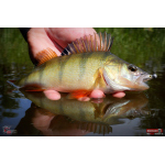 Ripper REDBASS KICKER XS - 42 mm