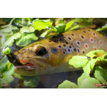 Ripper REDBASS KICKER XS - 42 mm