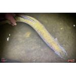 Nymfa REDBASS Nr. 1 XXL - 200 mm - 1 ks