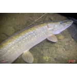 Nymfa REDBASS Nr. 1 XXL - 200 mm - 1 ks