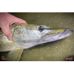 Nymfa REDBASS Nr. 1 XXL - 200 mm - 1 ks