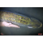 Nymfa REDBASS Nr. 1 XXL - 200 mm - 1 ks