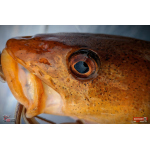 Nymfa REDBASS Nr. 1 XXL - 200 mm - 1 ks