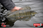 Nymfa REDBASS Nr. 1 L - 80 mm - balení 5 ks