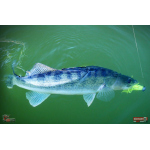 Nymfa REDBASS Nr. 1 L - 80 mm - balení 5 ks
