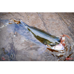 Nymfa REDBASS Nr. 1 L - 80 mm - balení 5 ks