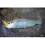 Nymfa REDBASS Nr. 1 L - 80 mm - balení 5 ks