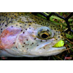 Nymfa REDBASS Nr. 1 L - 80 mm - balení 5 ks