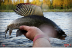 Nymfa REDBASS Nr. 1 L - 80 mm - balení 5 ks