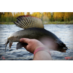 Nymfa REDBASS Nr. 1 L - 80 mm - balení 5 ks